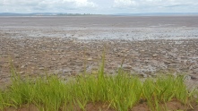 tide grass
